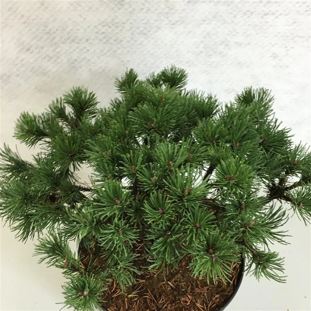 Pinus mugo Corley's Mat - Solution pour talus difficile et sol sec