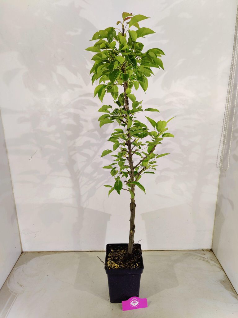 Pyrus communis 'Lisanne', sloupovitá hrušeň, výška 100 cm, Obrázek produktu 