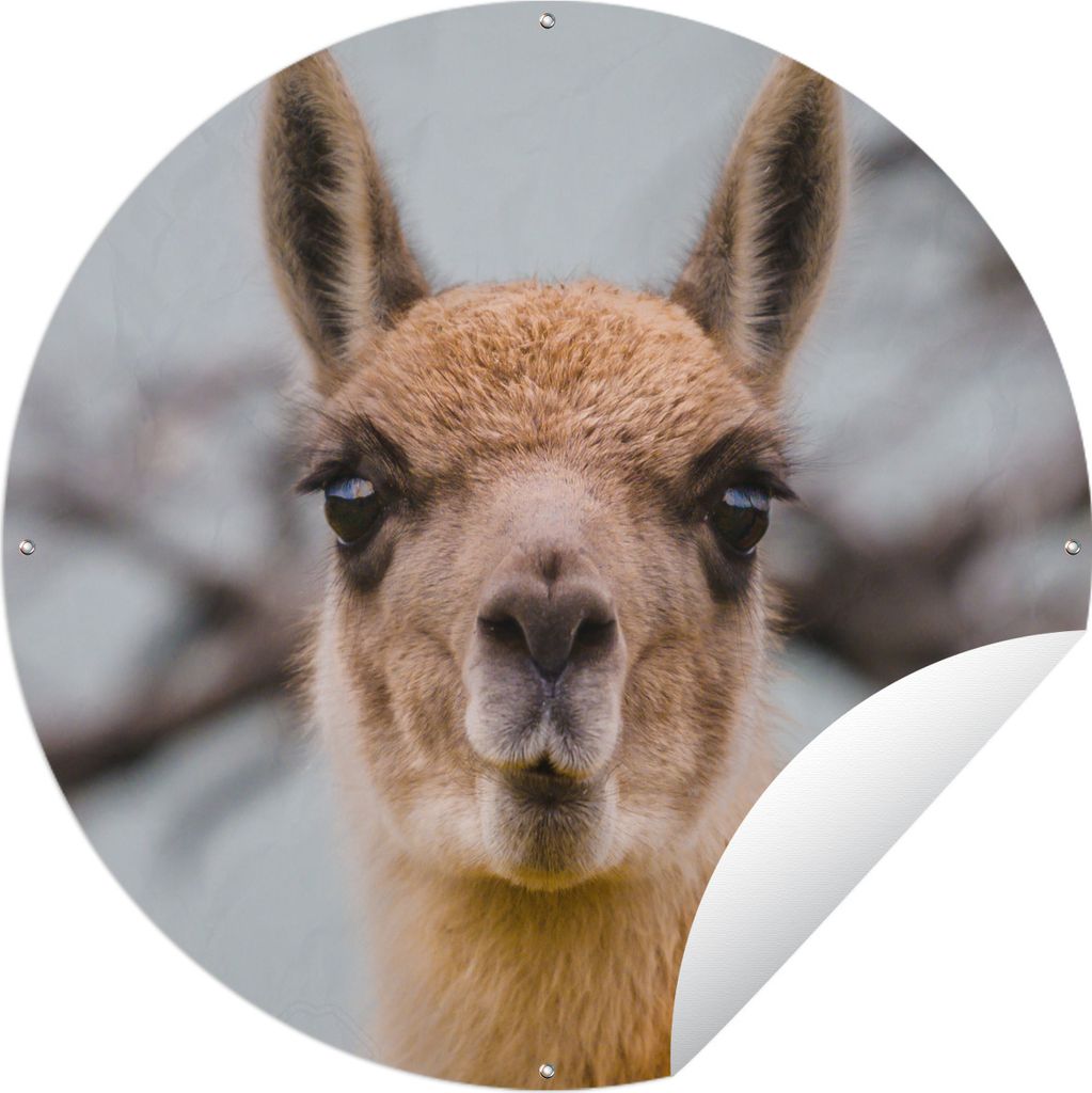 MuchoWow Gartenposter Outdoor-Poster Rund Lama - Selfie - Boom Ø 150 cm Gartendeko Rundes Poster draußen