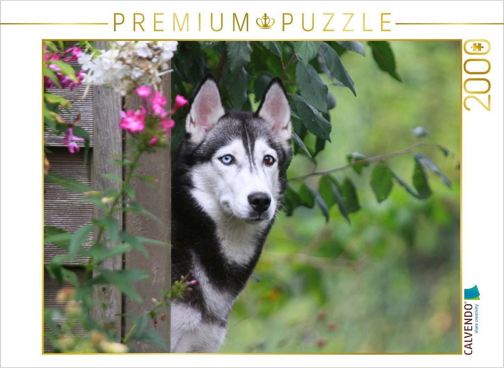 CALVENDO Puzzle Siberian Husky 2000 Teile Puzzle quer | 2000 Teile Lege-Größe 90x67cm Foto-Puzzle für glückliche Stunden