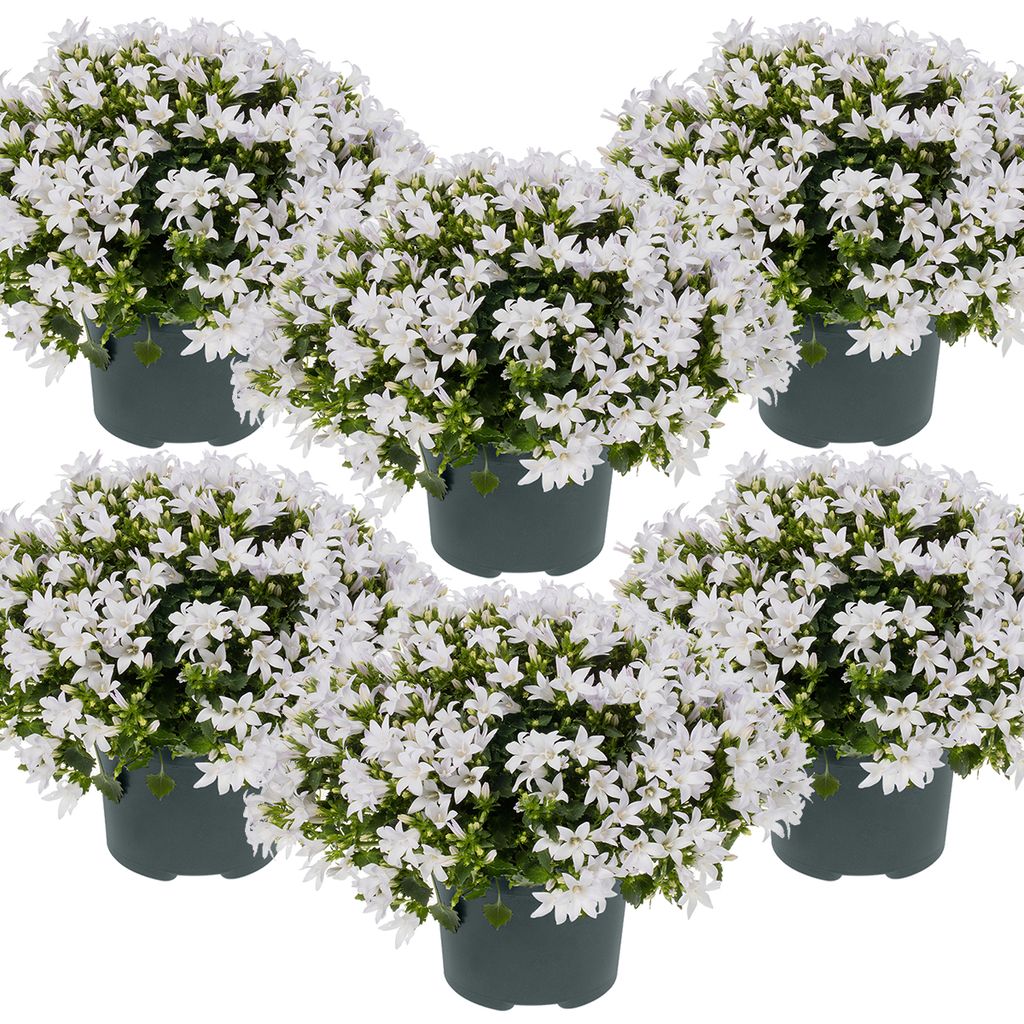 6er-Set - Campanula Ambella White - Glockenblume - Bodendecker - Gartenpflanzen - Winterhart - Tierfreundlich - 10-20 cm Hoch - Topf 10,5 cm