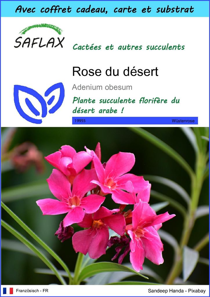 SAFLAX Ensemble-cadeau - Rose du désert - 8 graines - Image du produit 