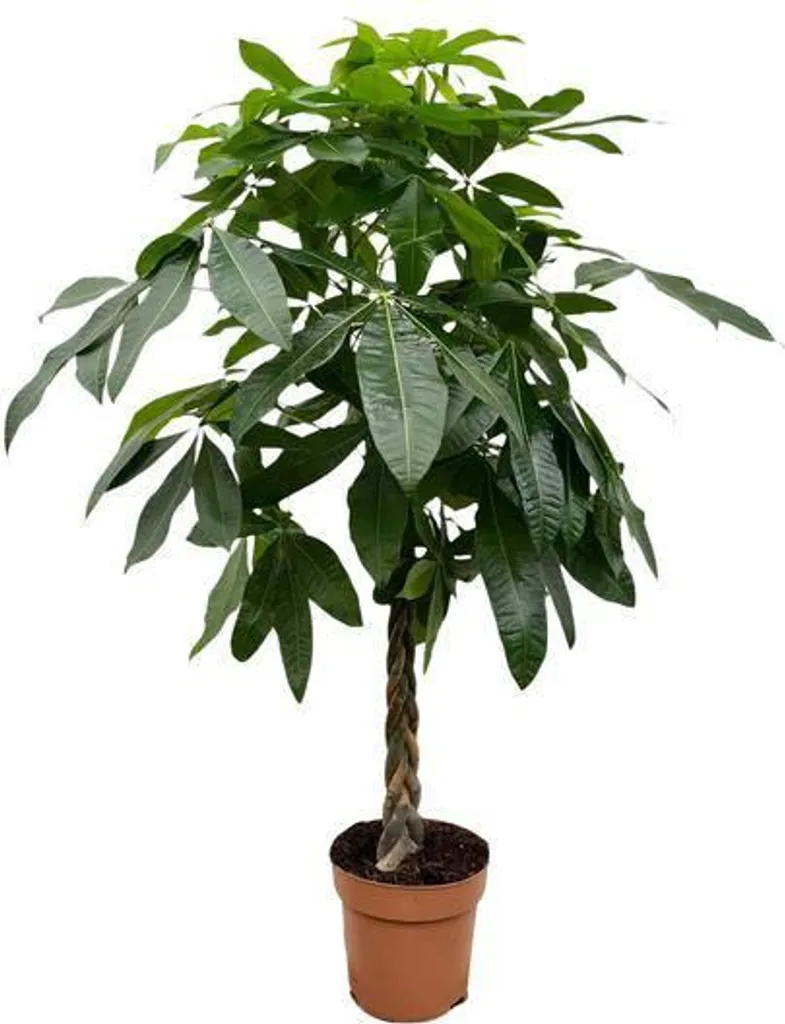 Grand Pachira Aquatica 180 cm - Plante d'Intérieur Increvable et Zen