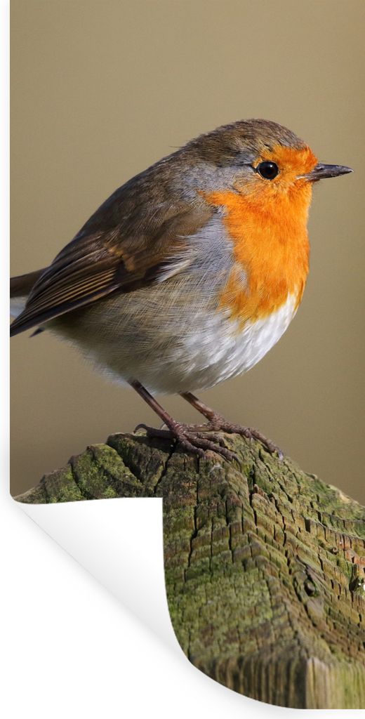 MuchoWow Wandtattoo Wandsticker Wandaufkleber Vogel - Rotkehlchen - Holz 20x40 cm Selbstklebend und Repositionierbar - Selbstklebend - Fototapeten