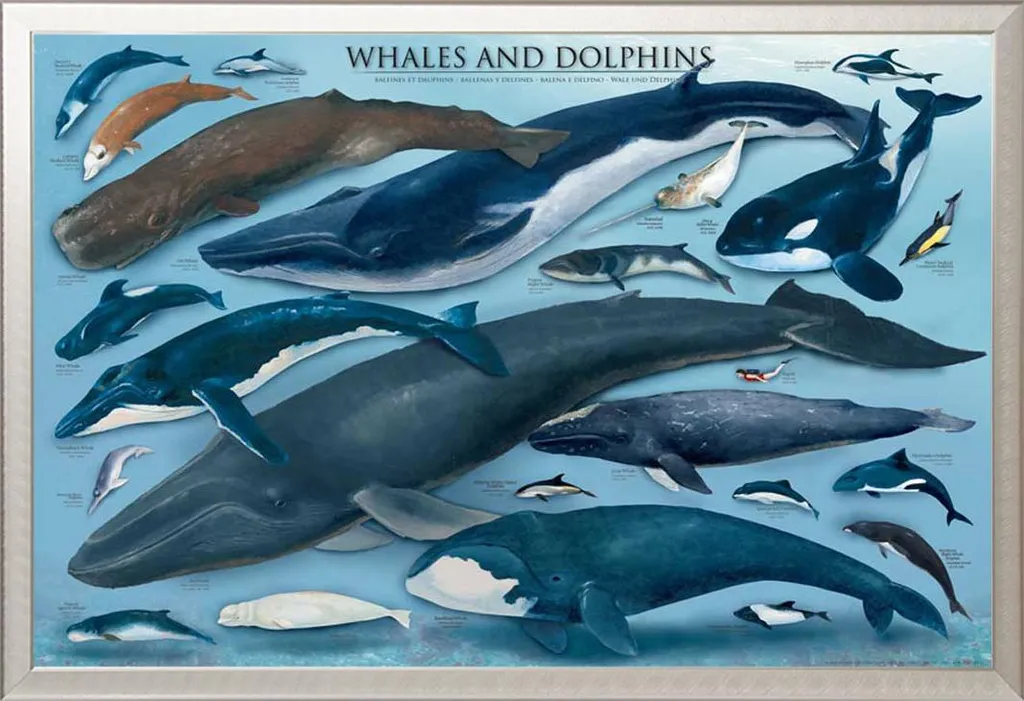 Poster Didattico Cetacei 61x91.5 + Cornice Alluminio Argento