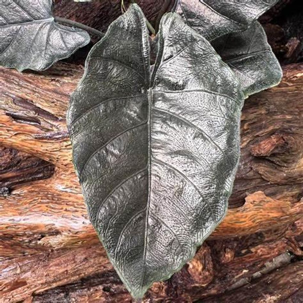 Antoro Velvet (Alocasia 'chienlii') - 1 Knolle