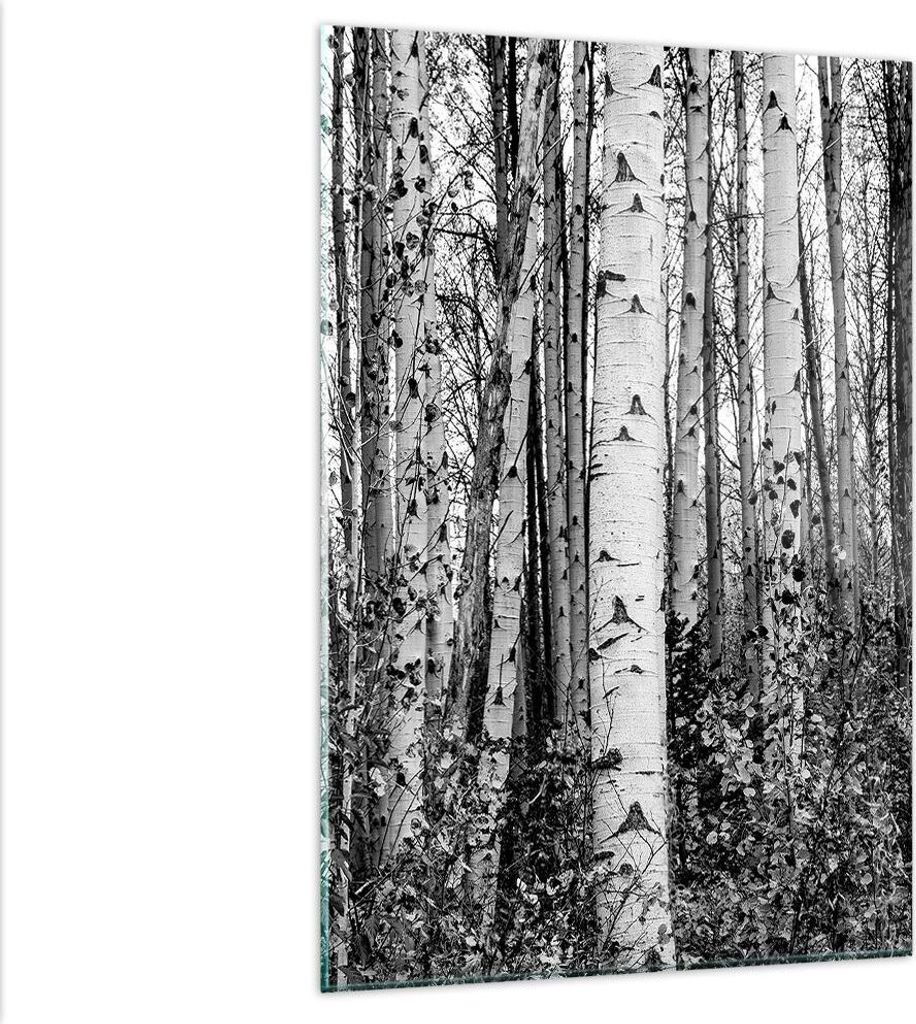 Bilder auf glas - Einteilig - Birken Wald Monochrom - Produktbild 