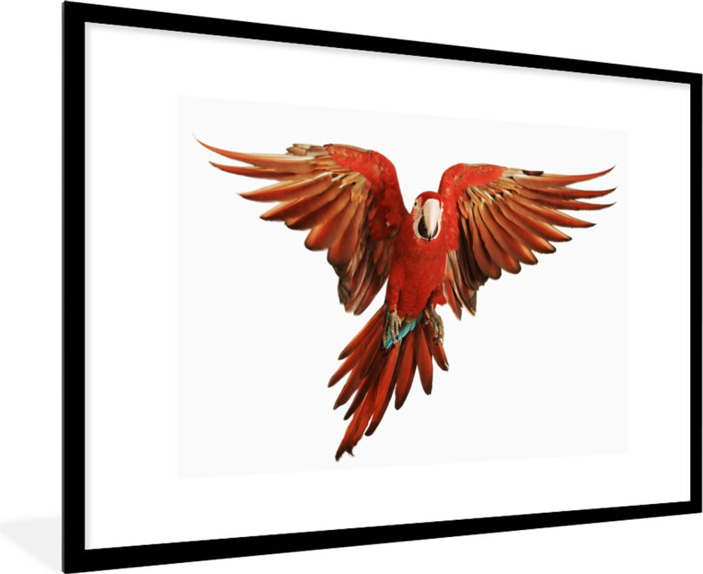 MuchoWow® Gerahmtes Poster Ara - Vogel - Federn - Weiß Produktbild 