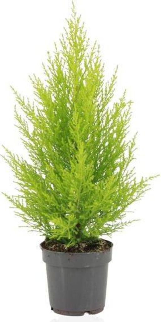 Zimmerzypresse – Cupressus Macrocarpa Goldcrest Wilma – Ø14cm – 55cm – Elegante Konifere mit goldgelben Nadeln – Pflegeleichte Zimmer...