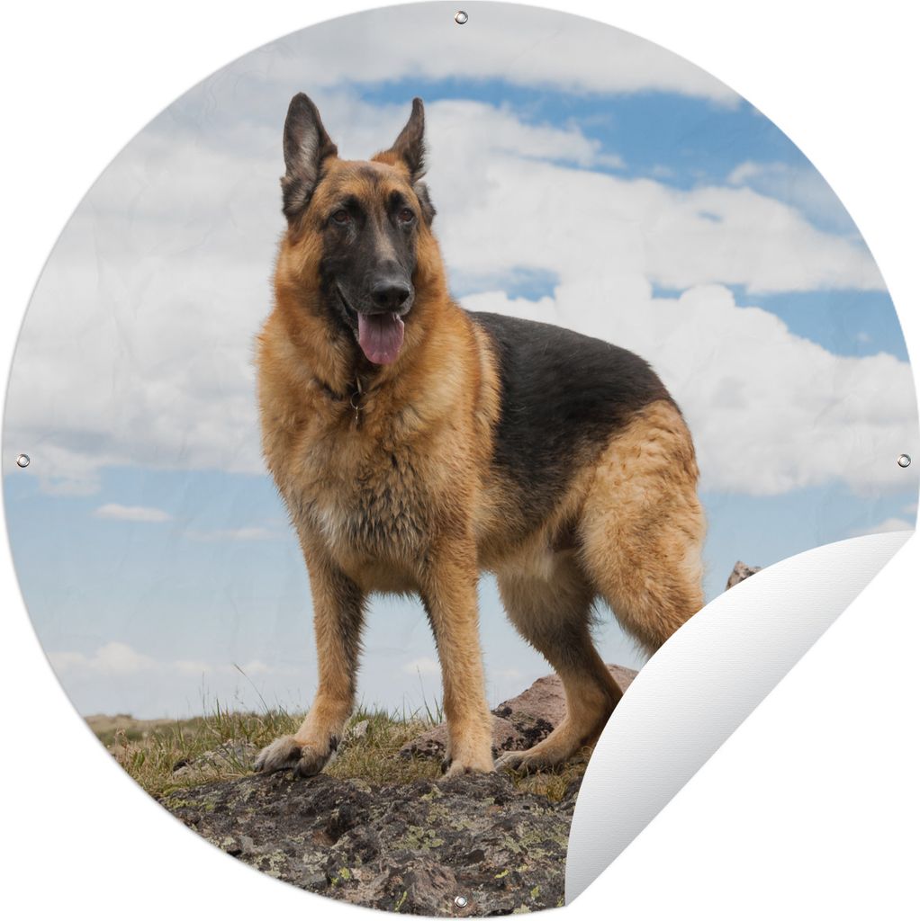 MuchoWow Gartenposter Outdoor-Poster Rund Deutscher Schäferhund auf einem Berg Ø 90 cm Gartendeko Rundes Poster draußen