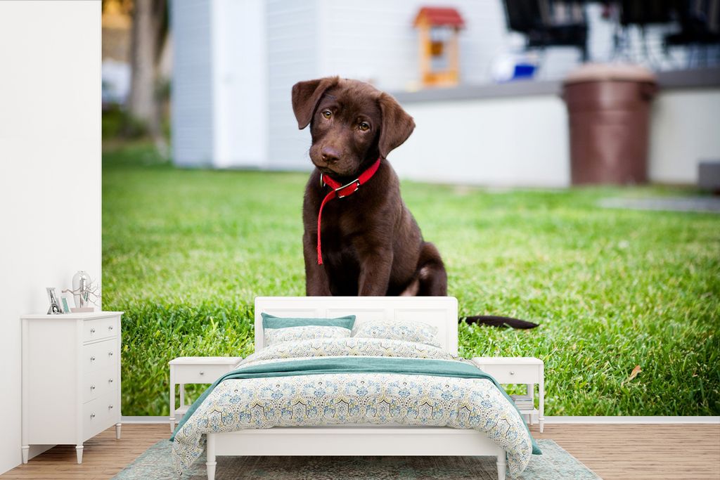 MuchoWow Fototapete für Wohnzimmer oder Schlafzimmer Wandtapete Vinyl Motivtapete Labrador Retriever Welpe mit einem Tennisball - 450x300 cm - G...