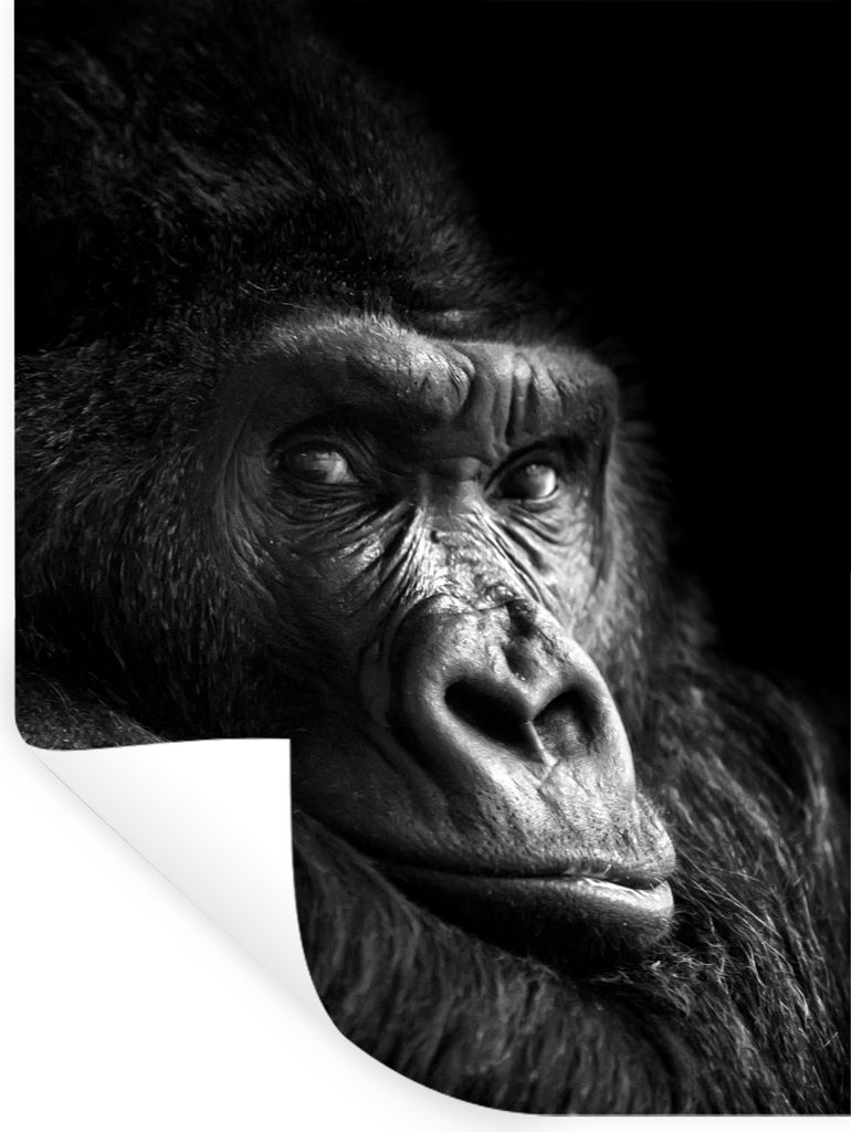 MuchoWow Wandtattoo Wandsticker Wandaufkleber Gorilla - Affe - Schwarz - Weiß - Porträt 90x120 cm Selbstklebend und Repositionierbar - Faltenfrei