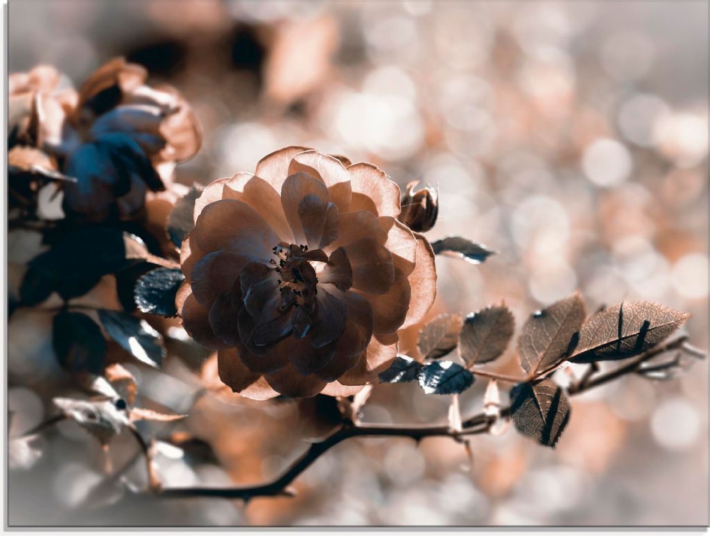 ARTland Glasbild Rose Zweig Größe: 80x60 cm Produktbild 