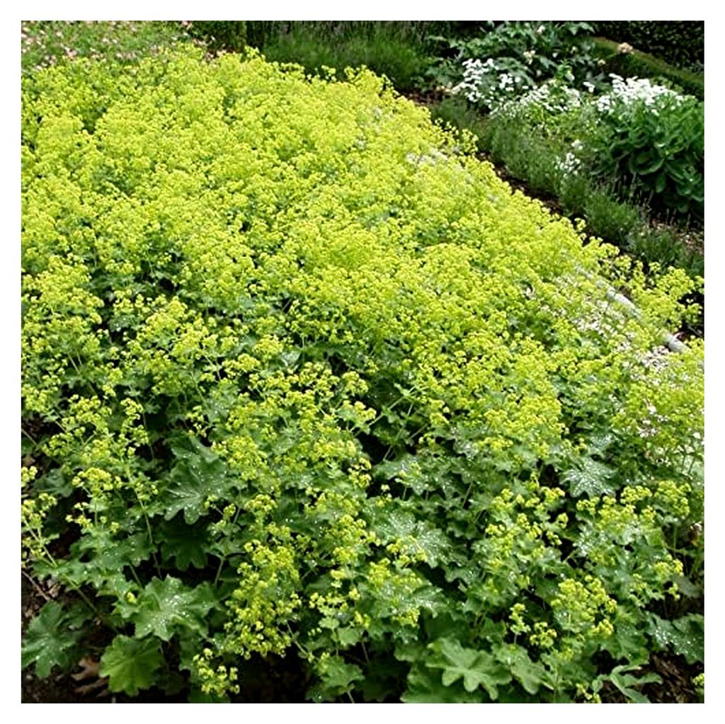 10 Stück Alchemilla mollis großblättriger Frauenmantel Bodendecker im Topf