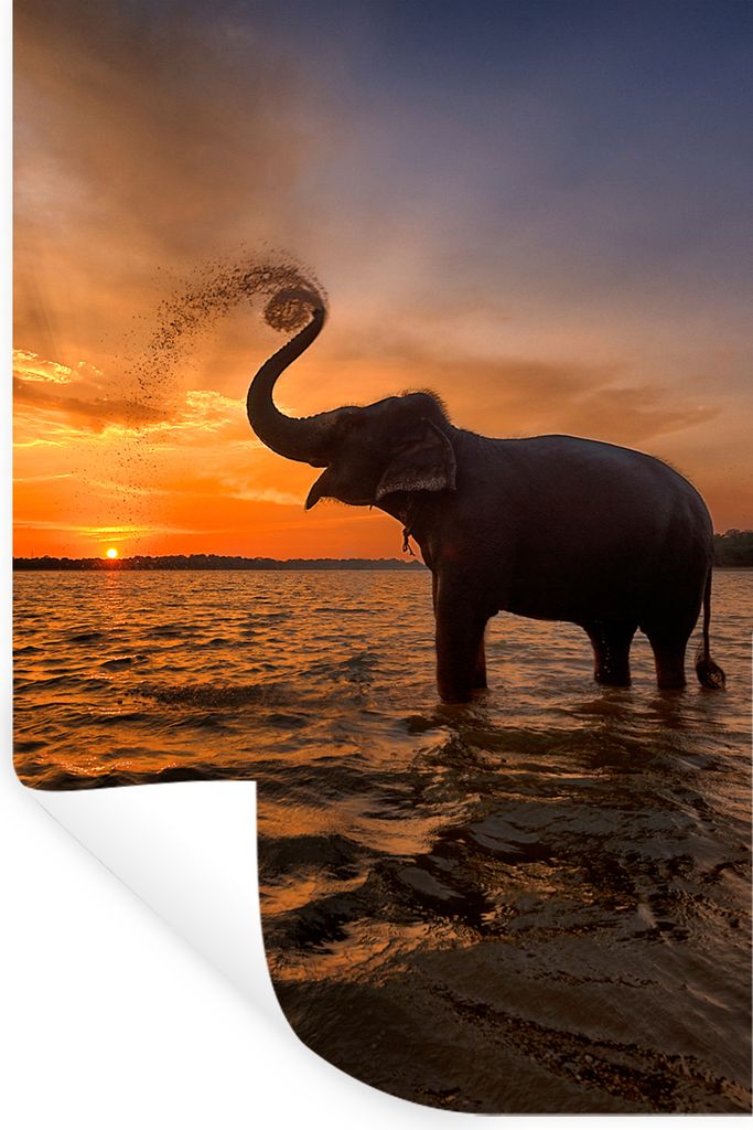 MuchoWow Wandtattoo Wandsticker Wandaufkleber Elefant - Meer - Tiere - Sonnenuntergang - Orange 40x60 cm Selbstklebend und Repositionierbar - Wie...