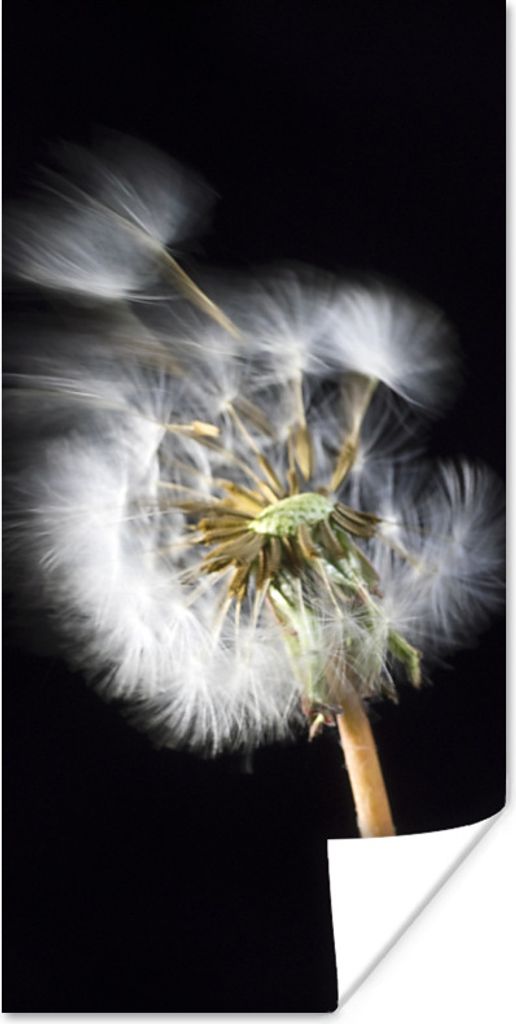 MuchoWow Poster Eine Pollenblume auf schwarzem Hintergrund 40x80 cm - Dekoration