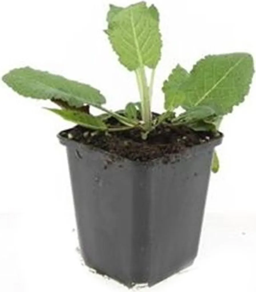 Salvia nemorosa Mainacht en pot de 9cm - Lot de 60 sauges vivaces bleues