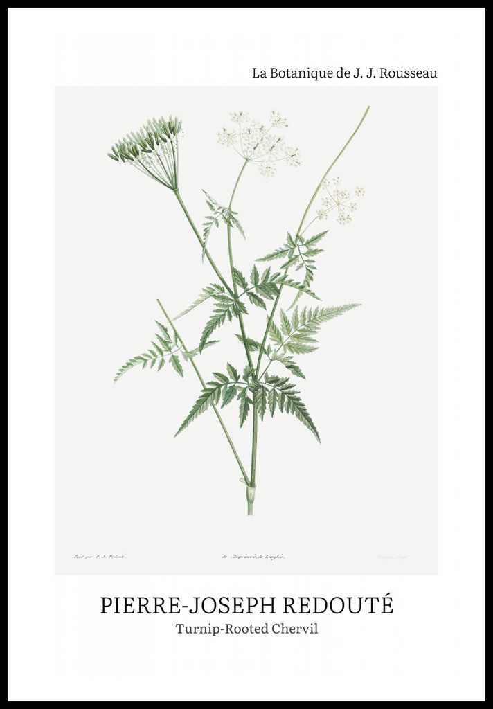 Plakat 61x91,5cm Design Rotted Chervil, Redoute Vintage für das Wohnzimmer