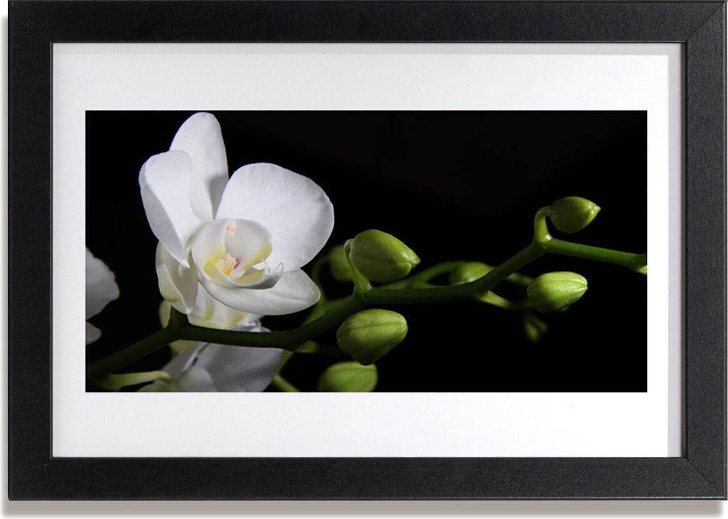 Bild 30x20 MDF-Rahmen Wandkunst Natur Blume Pflanze