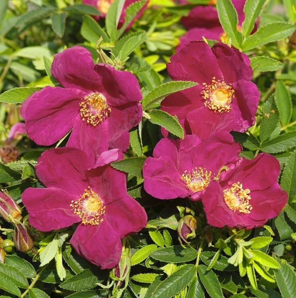 Bodendeckerrose Strandperle Amrum , Tantau, 2019, wurzelecht - Co. 5 L