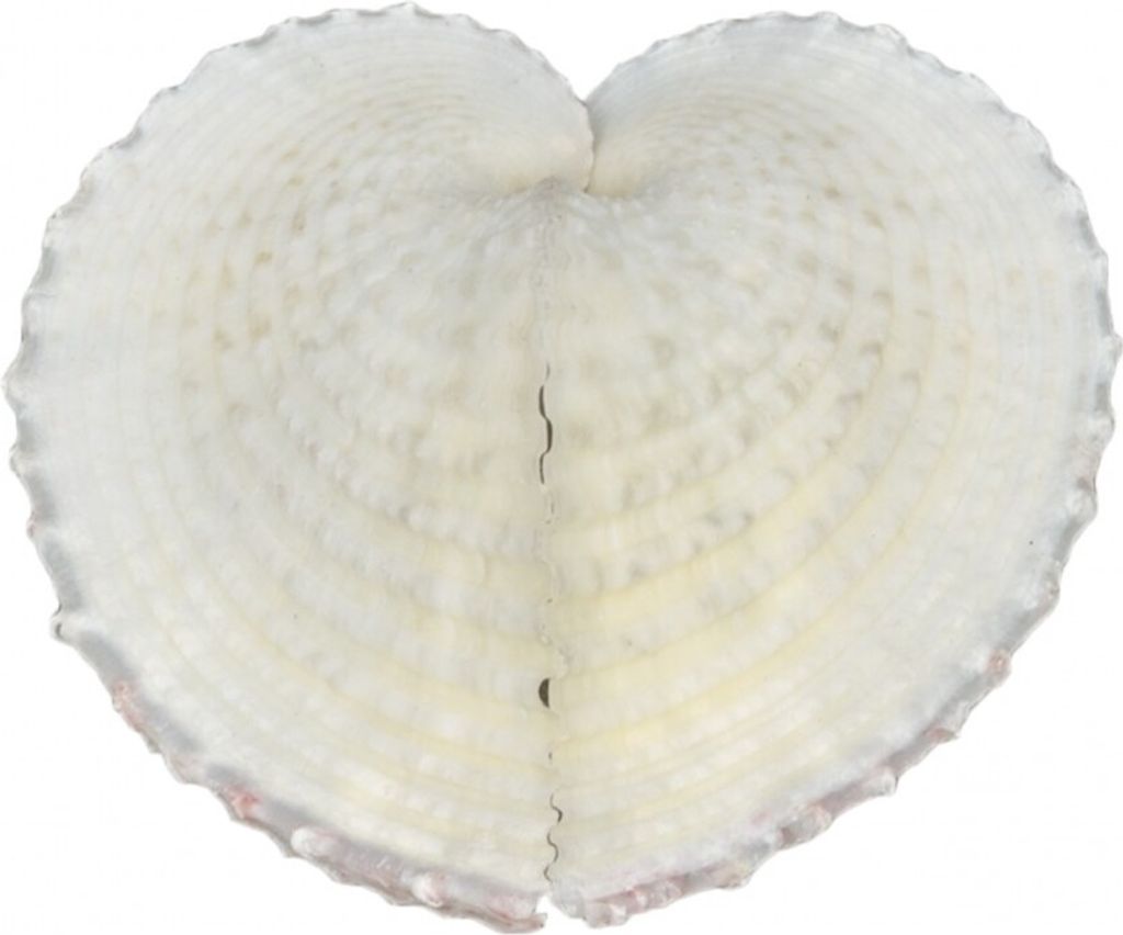 Corculum cardissa ca. 6cm | Herzmuschel Produktbild 