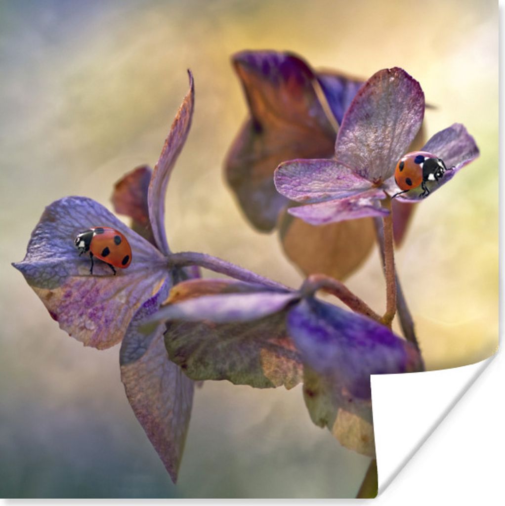 MuchoWow Poster Zwei Marienkäfer auf Blumen 30x30 cm - Wandposter - Printing
