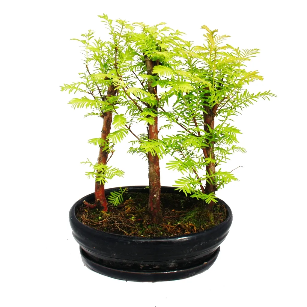 Bonsaï Metasequoia glyptostroboides : Forêt de 3 Arbres d'Extérieur