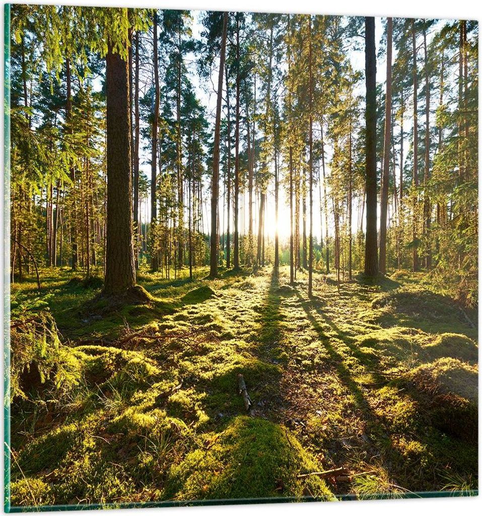 Bilder auf glas - Wald Baum Natur - 40x40cm - Glasbilder - Wandbilder - Kunstdruck - zum Aufhängen bereit - Wanddekoration aus Glas - Glas Bilder ...