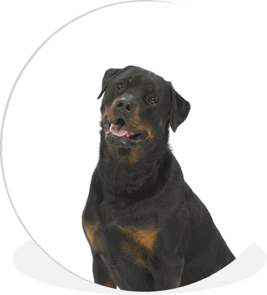 MuchoWow Rundes Wandbild - Runde Bilder Rottweiler auf weißem Hintergrund Ø 60 cm Kreis Wanddekoration Kunststoff - Wandkreis - Wandschmuck - W...