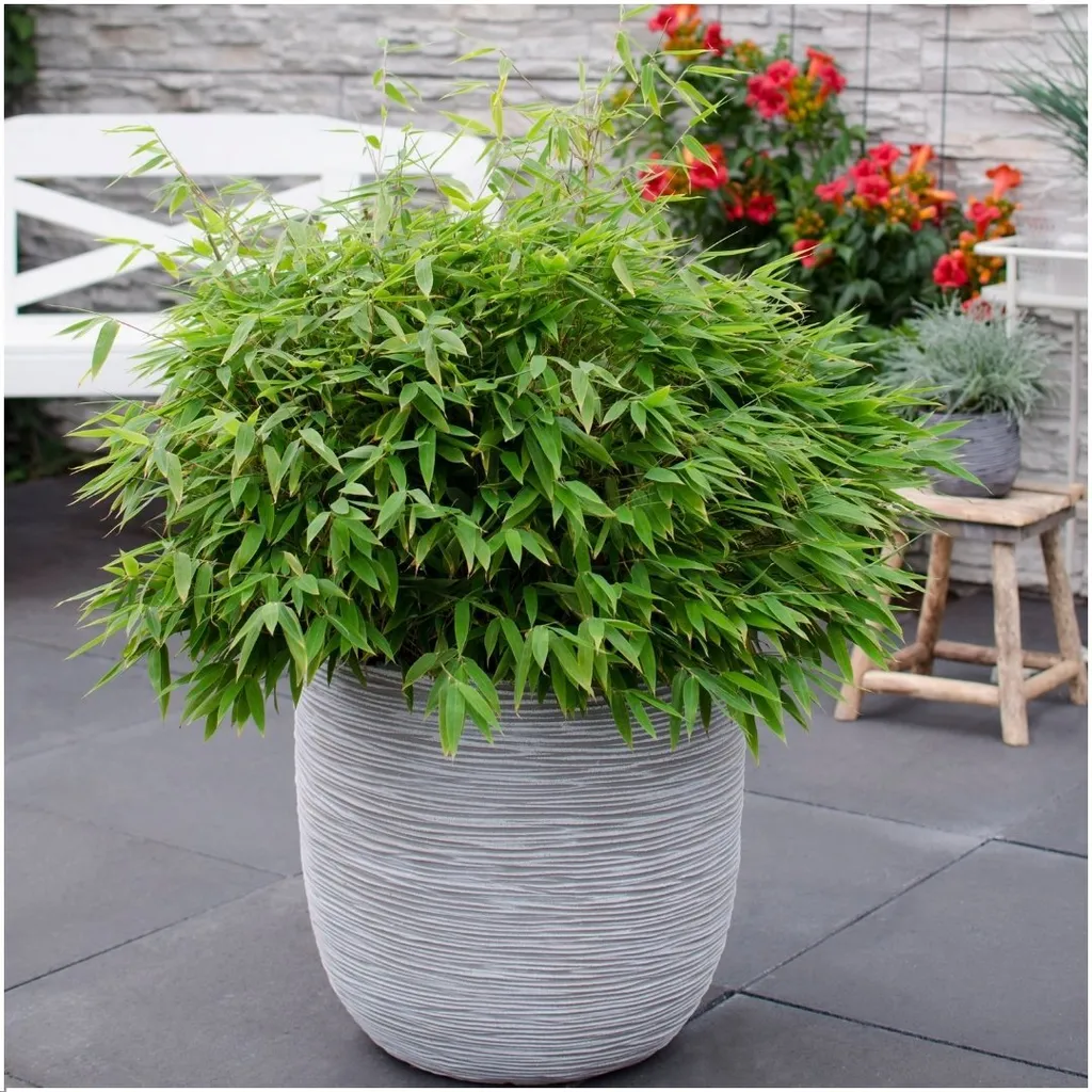 Bambou de Jardin Persistant XL Fargesia Boobux - Plante de Haie Dense - 3