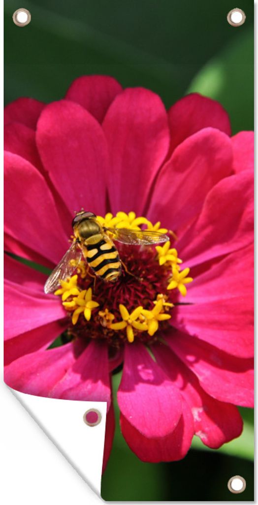 MuchoWow 80x160 cm Outdoor-Poster Gartendeko Sichtschutz Garten Poster für den Garten Rosa Zinnienblüte mit einer Biene darauf