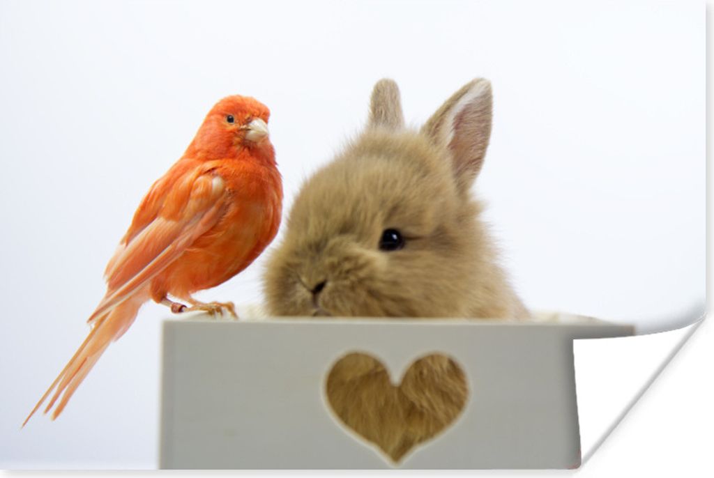 MuchoWow Poster Tiere - Kaninchen - Vogel 180x120 cm - Fotoplakat