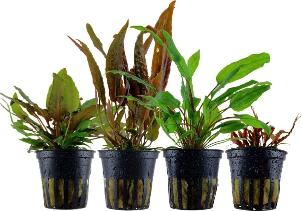 Cryptocoryne Set mit 4 Pflanzen Aquariumpflanzen Wasserpflanzen AquaOne Set 145