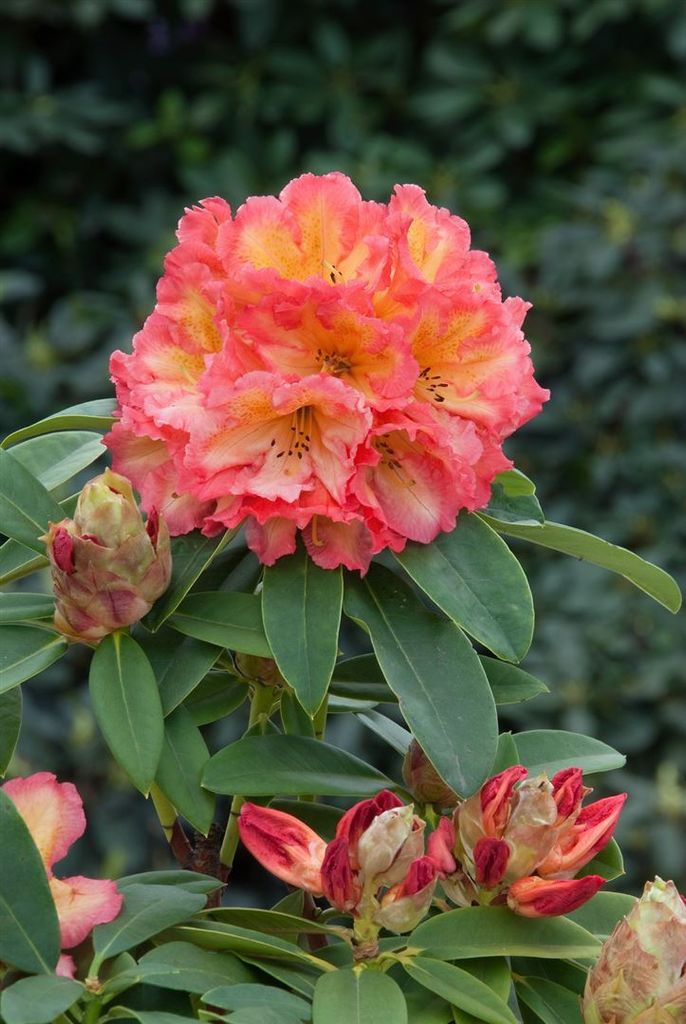 Rhododendron Hybr. 'Sun Fire', leuchtend gelb-orange, 30–40 Produktbild 