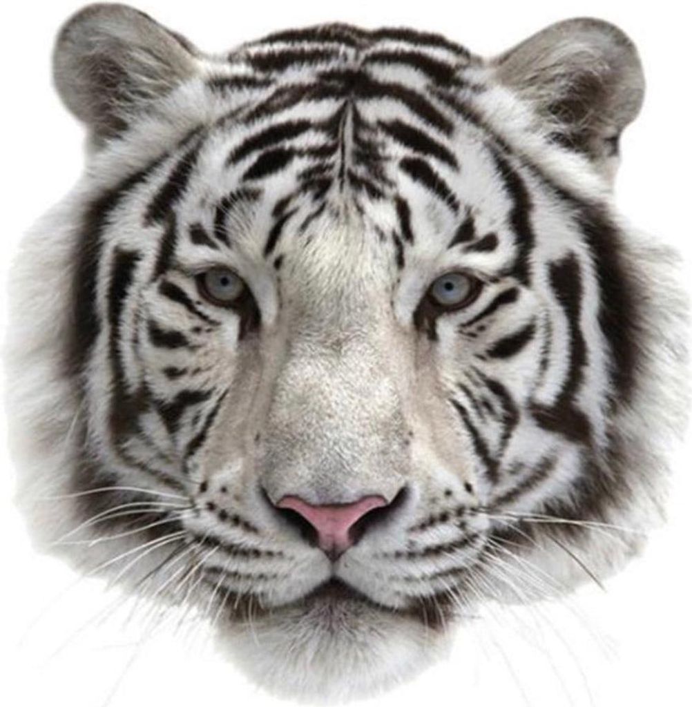 Tiger Weiß Sibirischer Tiger Bügelbild XXL