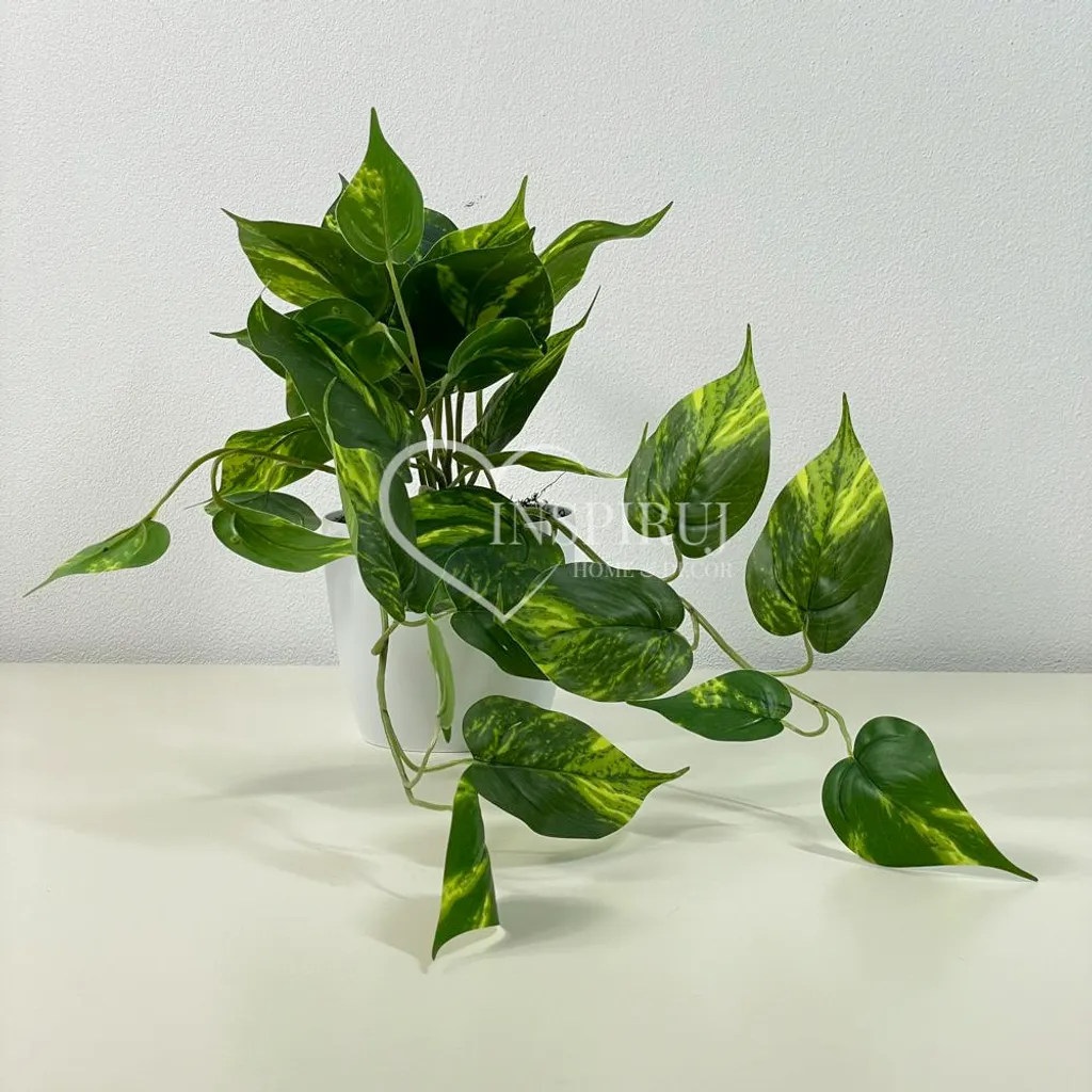 Philodendron suspendu 25x40 cm avec feuillage dense - Pot inclus robuste
