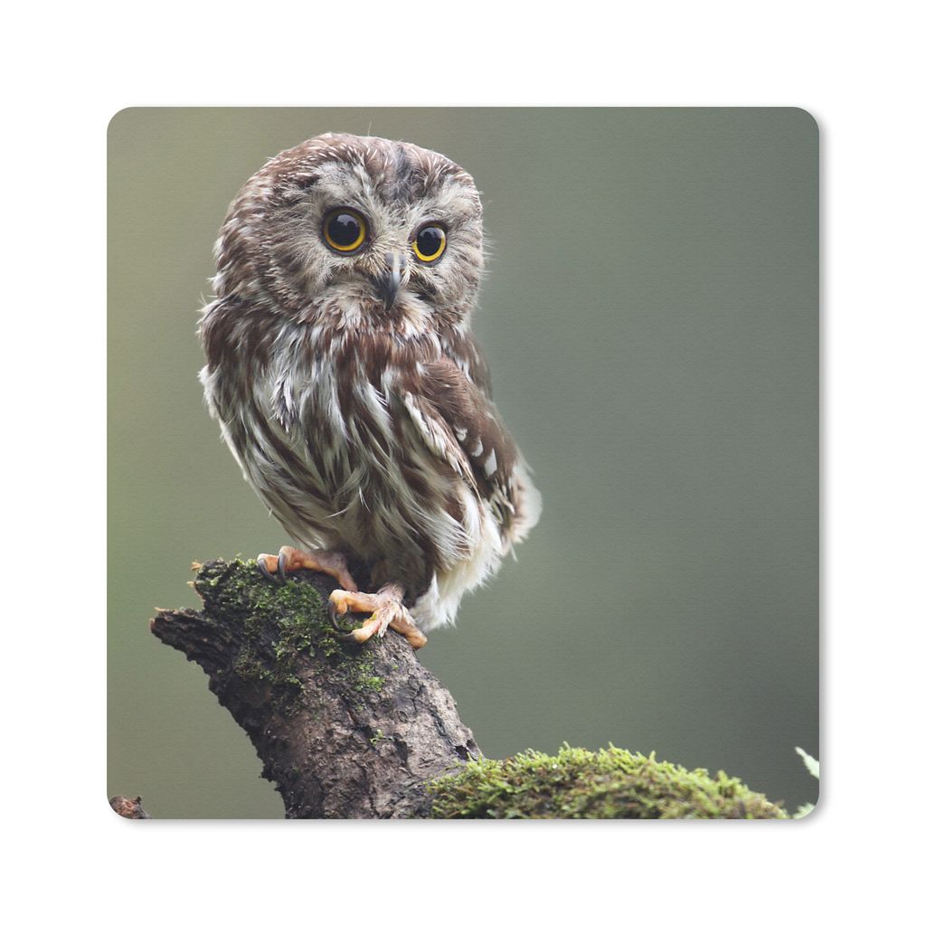 MuchoWow Mauspad Mousepad Nahaufnahme einer kleinen Eule 30x30 cm - Mousepads - Maus Mat - Pad - Mausunterlage - Gaming