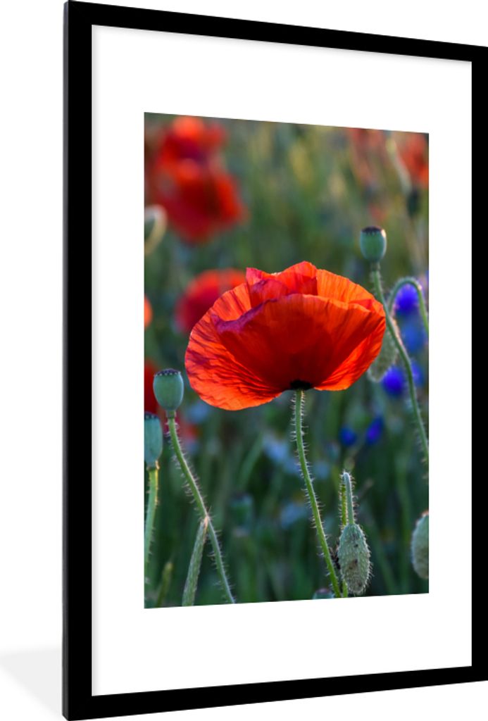 MuchoWow Gerahmtes Poster Bunte Mohnblumen in den Niederlanden 60x90 cm - Poster mit Schwarzem Bilderrahmen Wandposter Rahmen Foto Bilder - Dekor...