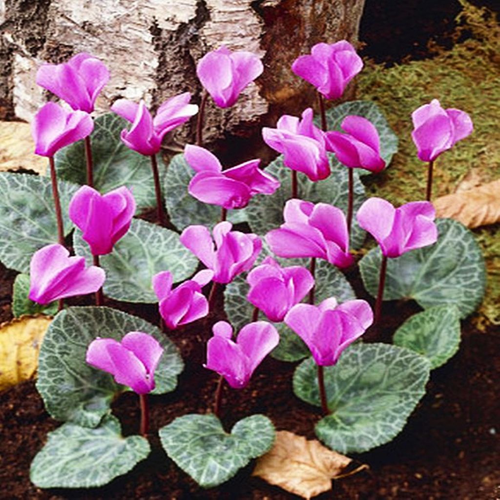 Cyclamen Ciclamino da giardino Cilicicum Viola alpina 1 pz Immagine del prodotto 