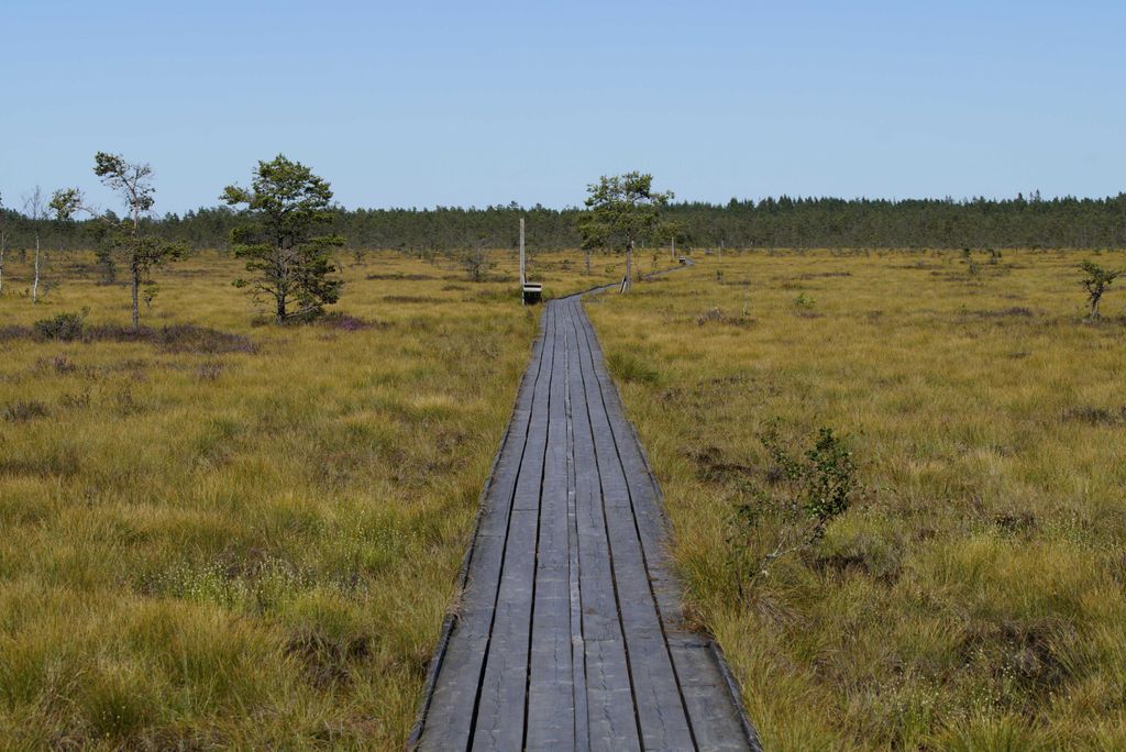 hansepuzzle 10228 - Holzweg Puzzle, 2000 Teile, Natur, 90,0 x 60,0cm mit hochwertiger Aufbewahrung, Kartonbox und wiederverschließbarem Beutel