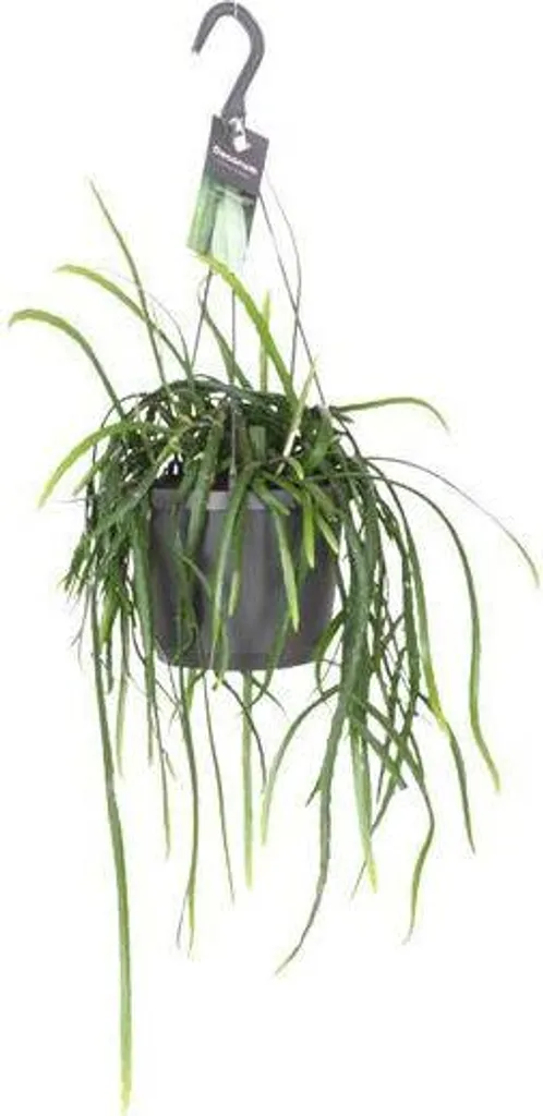 Décoration végétale : Lepismium bolivianum Ø17cm pour étagère et salon
