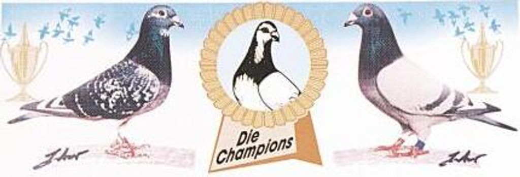 Auto-Aufkleber - Tauben Die Champions - Gr. ca. 22 x 8 cm - TB762/2