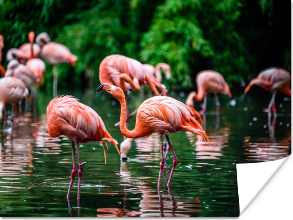 MuchoWow Poster Flamingo - Tropisch - Vogel - Wasser - Rosa 160x120 cm - Foto Plakat