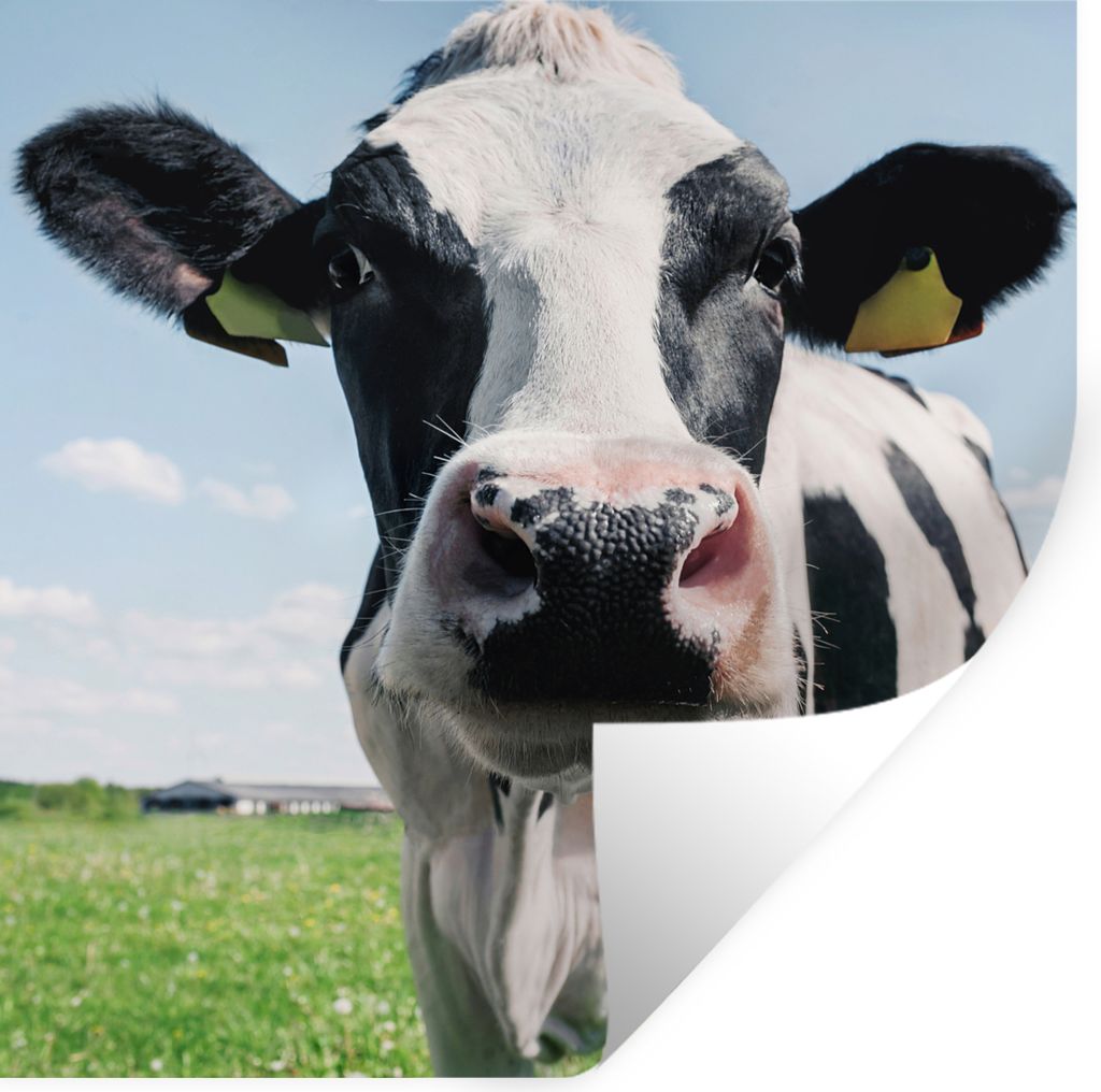 MuchoWow Wandtattoo Wandsticker Wandaufkleber Kuh - Wiese - Natur - Tiere - Gras 30x30 cm Selbstklebend und Repositionierbar - Repositionierbar -...