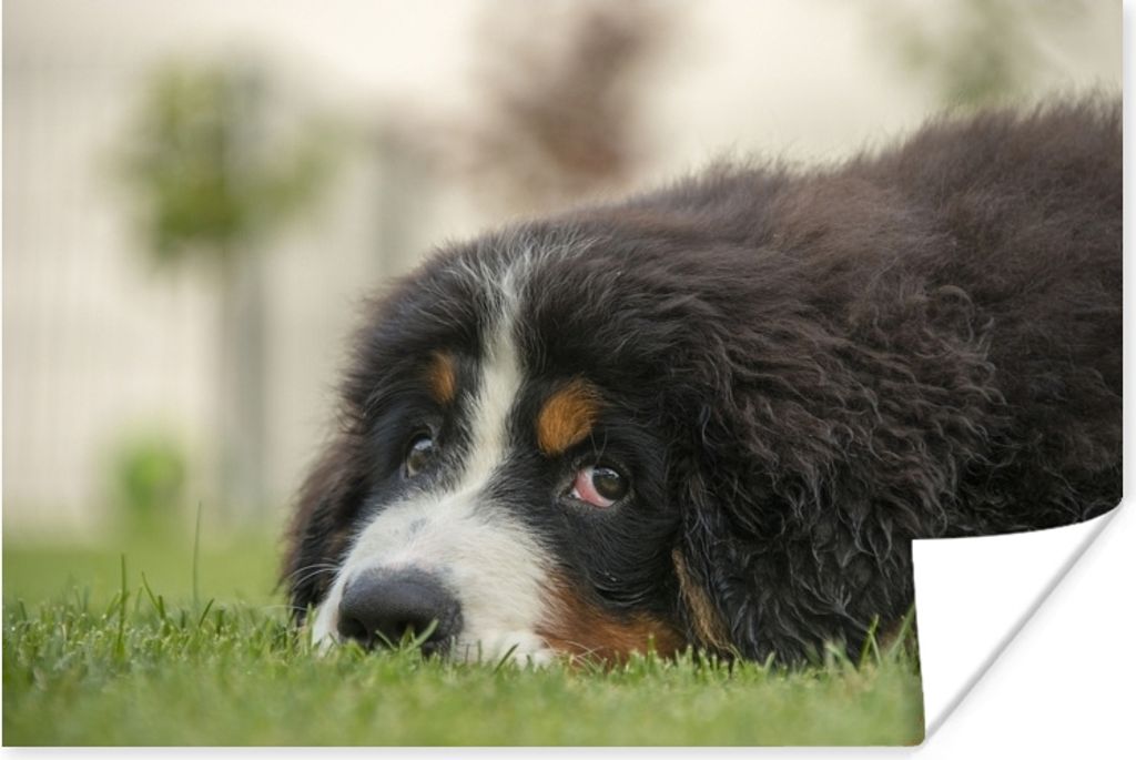 MuchoWow Poster Berner Sennenhund auf dem grünen Rasen liegend 120x80 cm - Bilder