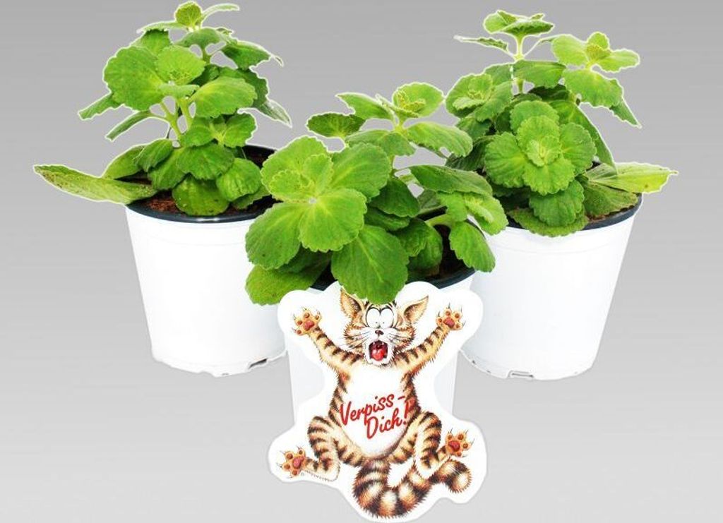 Coleus canin - Verpiss-Dich - Pflanze - 3 Pflanzen Produktbild 