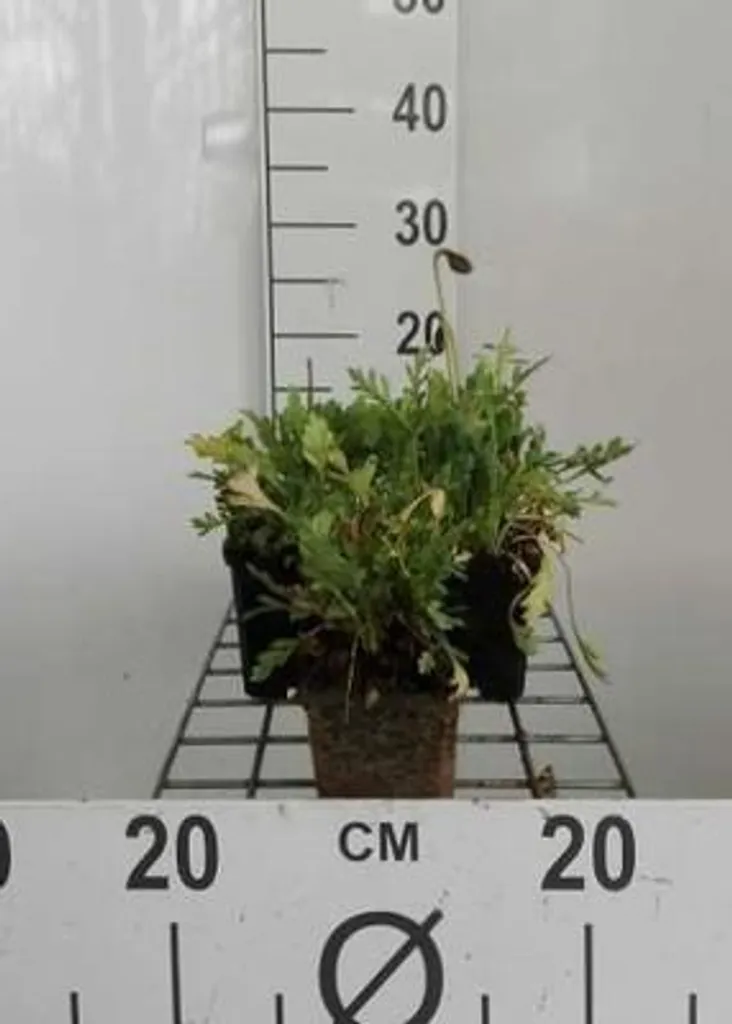 Pavot d'Islande Gartenzwerg 6 plants - Floraison longue et colorée