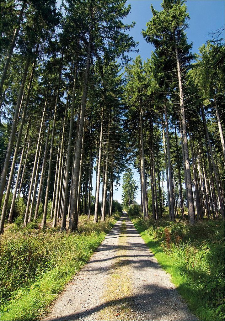 Wallario selbstklebendes Poster - Stiller Waldweg, Größe: 70 x 100 cm