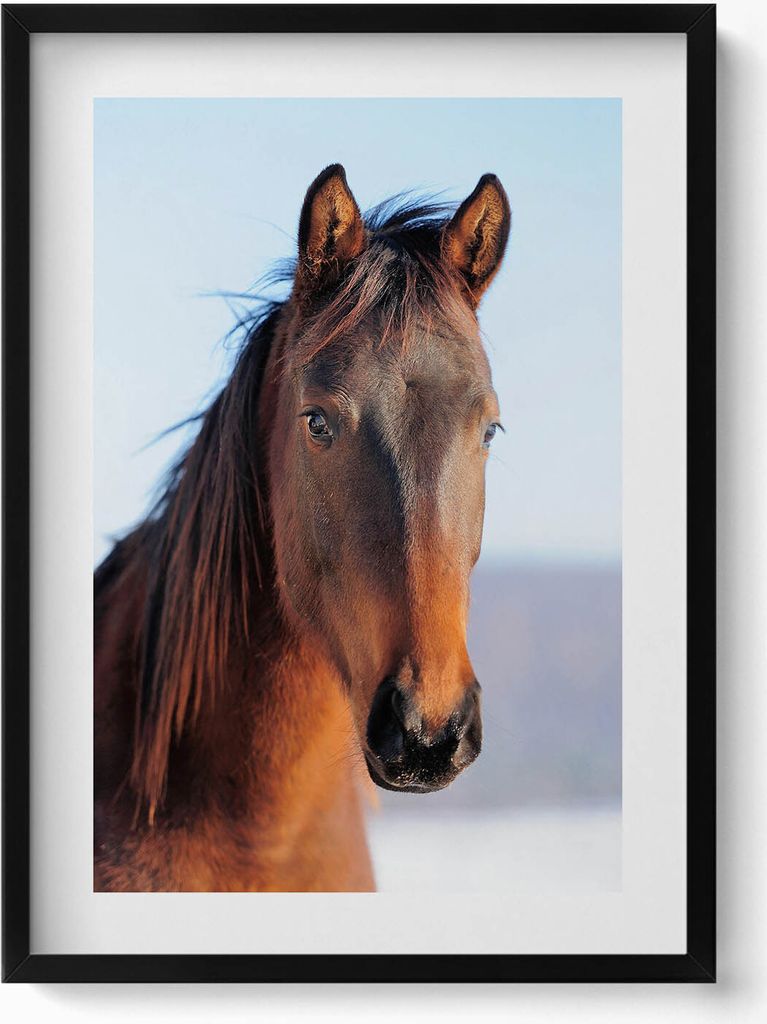 Kopf eines braunen Pferdes– Wandbild mit Rahmen – Gerahmtes Bild – Wanddekoration – 50x70 cm – Schwarz Rahmen