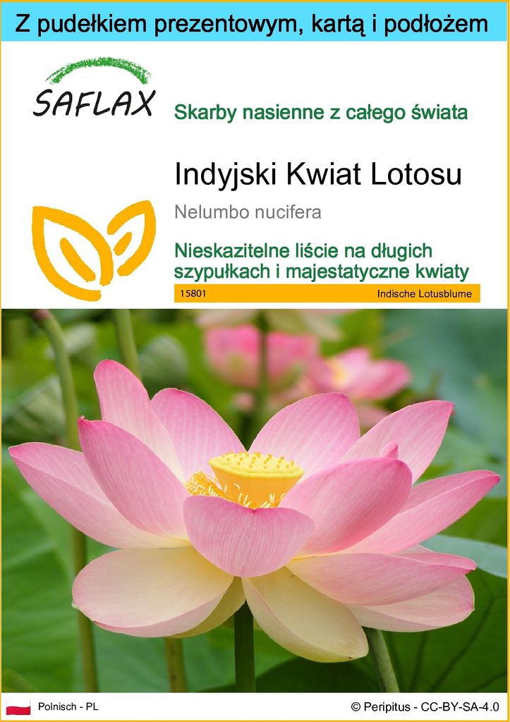 SAFLAX - Zestaw prezentowy - Indyjski Kwiat Lotosu - 8 Zdjęcie produktu 